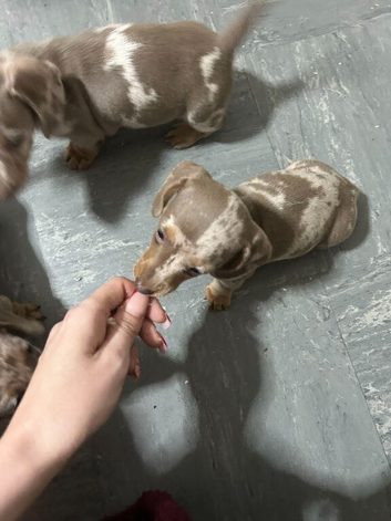 Stunning miniature dachshund puppies ~ Ready