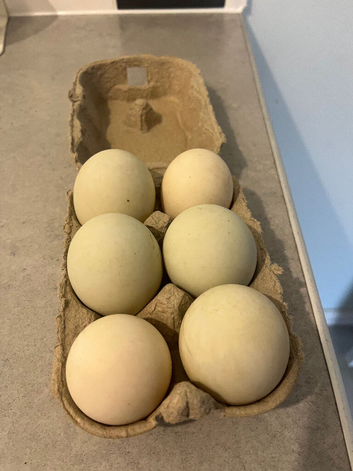 Runner duck hatching eggs available