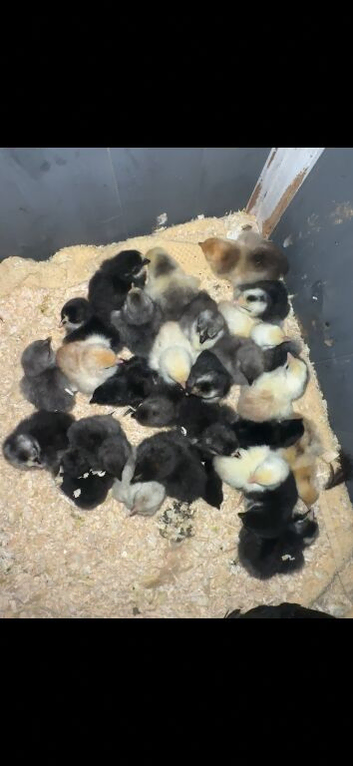 Pekin bantams