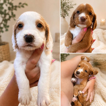 Cocker Pups Ready 28/08/26