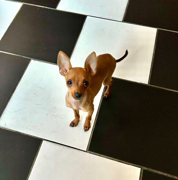 MINIATURE PINSCHER