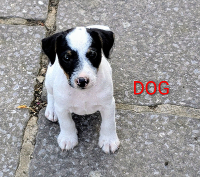 Traditional type Jack Russells