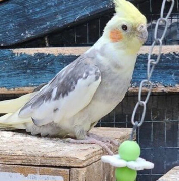 Cockatiels for sale