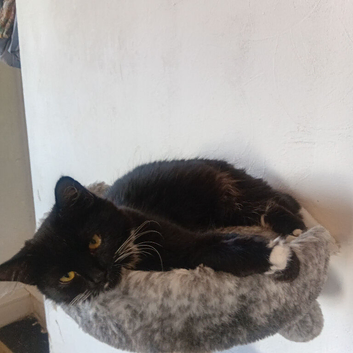 Kitten.