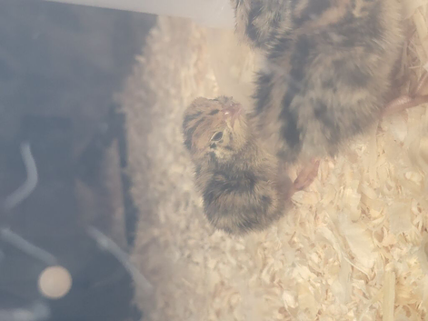10 quail for sale unsexed