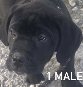 Female and male Cane corso- 4 months