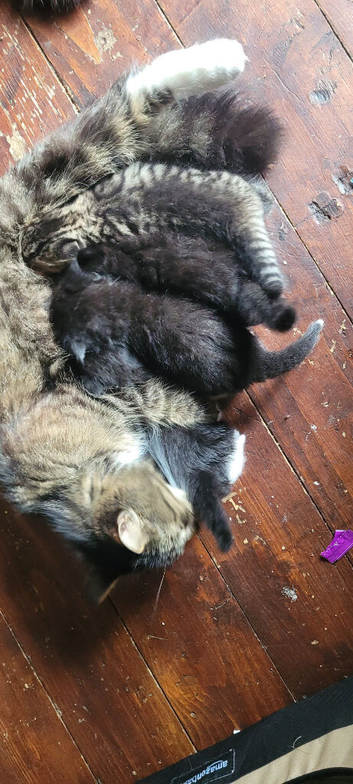 1 MALE KITTEN