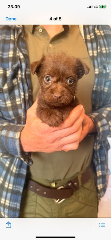 Patterdale terrier