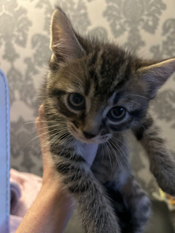 2 tabby kittens for sale