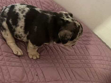 French bulldog puppies