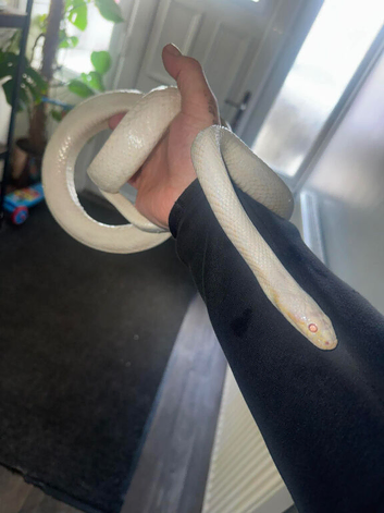 Snow blizzard corn snake