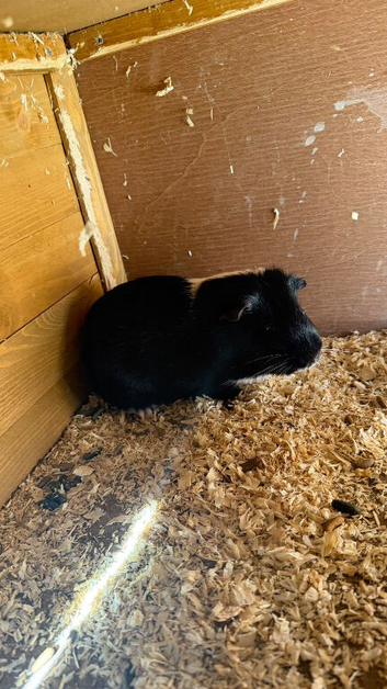 Guinea pig with wood cage