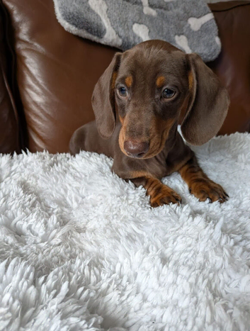 BEAUTIFUL DACHSHUND BABIES