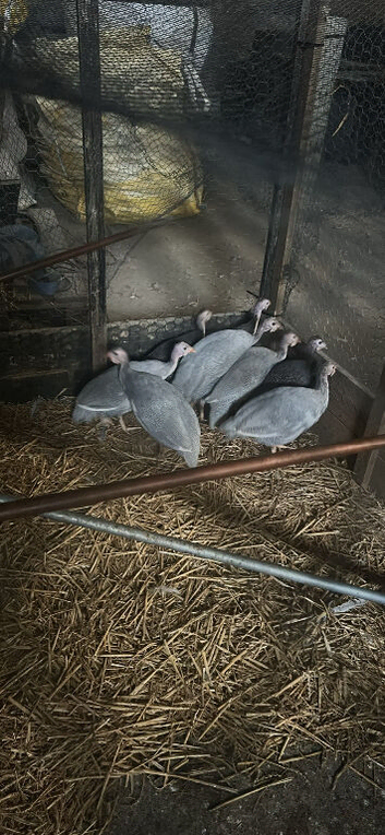 Guinea fowl ready to leave - grey lavender and black