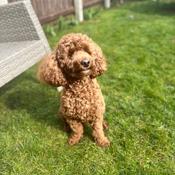 Red toy poodle for stud