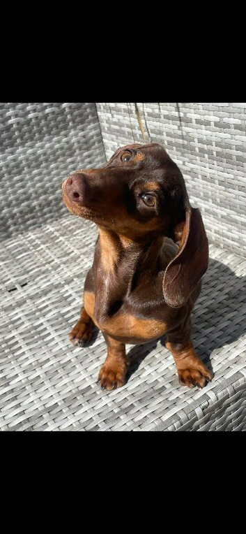Miniature dachshund