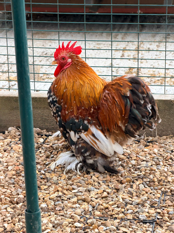 Millefleur Pekin Bantam Trio
