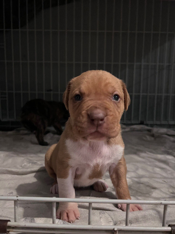 Mastiff cross puppies