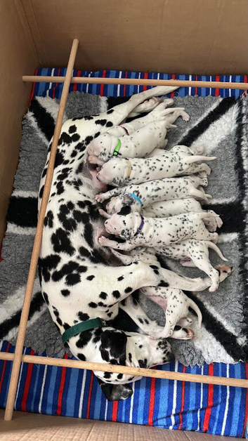 Three KC registered Dalmatian puppies left