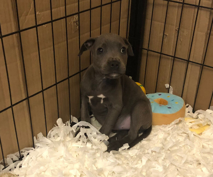 Last DNA clear staffy blue girl puppy