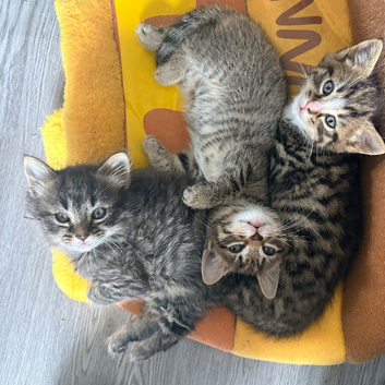 4 stunning kittens 9 weeks old