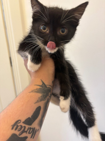 Black and white kitten