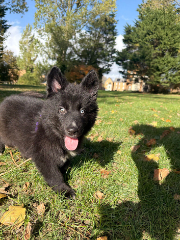German shepherd Mix female pup