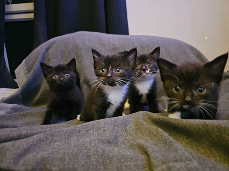 Kittens for sale 8 weeks old