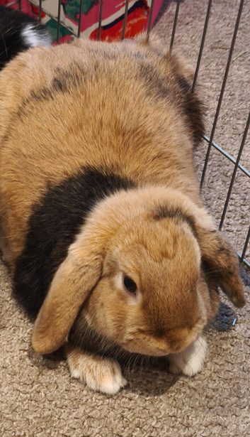 Neutered 6 month male rabbit