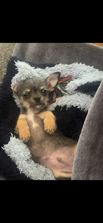 Stunning blue male chihuahua