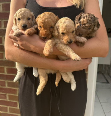 Cockapoo F1BB Puppies