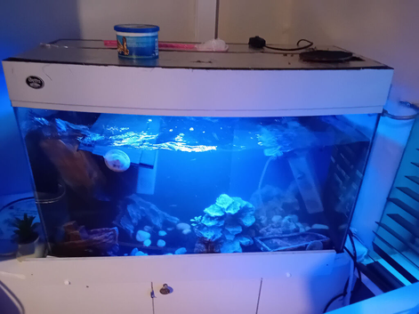 Full turtals set up