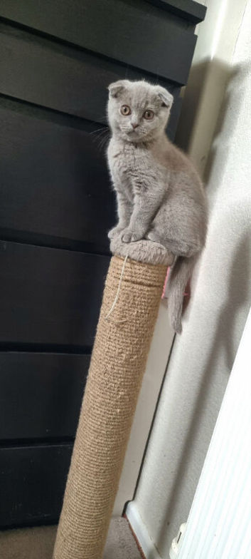 Cute Scottish fold  Three kittens available