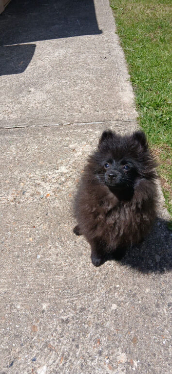 Pomeranian blue female puppy