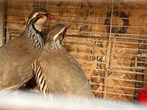quail+ partridge eggs