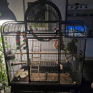 Hand reared amazon with cage