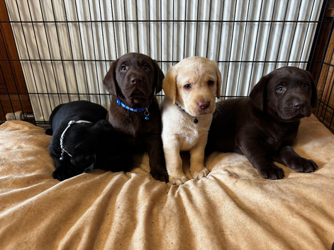 Labrador puppies