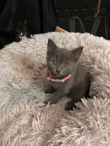 Beautiful Pedigree Russian Blue kittens