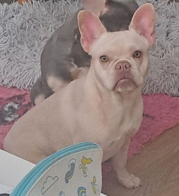 Shirley PET HOME ONLY