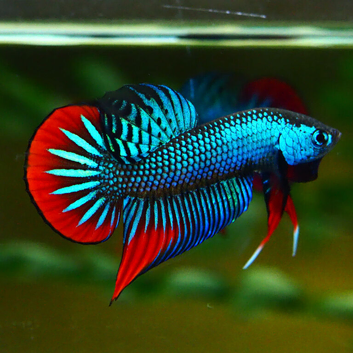 Rare wild Betta imbellis, Siamese fighting fish. UK bred