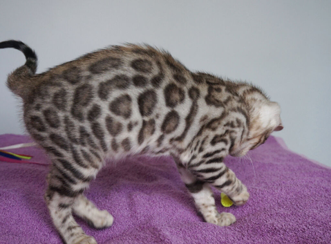 Gorgeous Bengal Girl Kitten