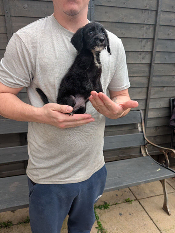 Double vaccinated labradoodles top quality