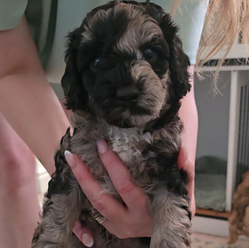 Adorable miniature poodles for sale £1250. Available 16th July