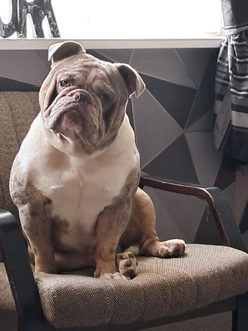 Olde English bulldog