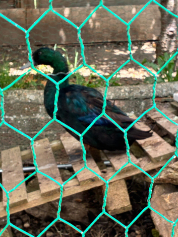 Free Cayuga Ducks