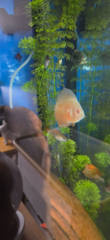 Albino pearl dimond