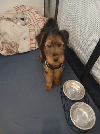 One Airedale terrier puppie from champion bloodline