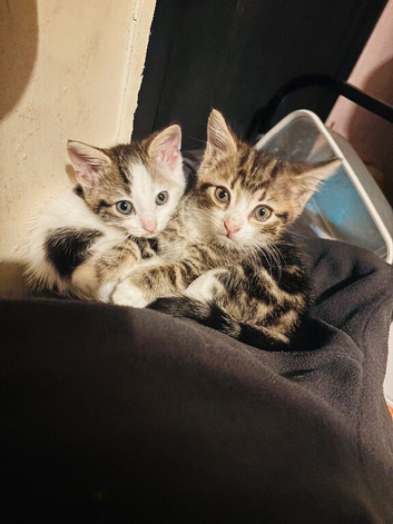 2 Beautiful mixed breed kittens