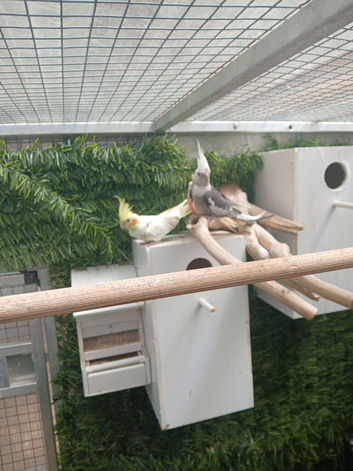 Pair cockatiel