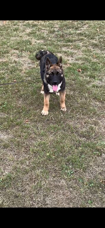 American Akita female pup